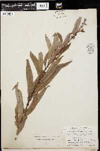 Salix missouriensis image