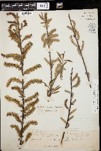 Salix missouriensis image