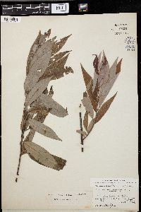 Image of Salix missouriensis