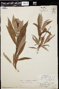 Salix missouriensis image