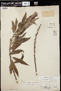 Salix missouriensis image