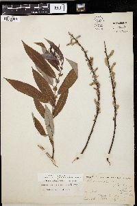 Salix missouriensis image