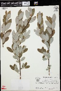 Salix myricoides image