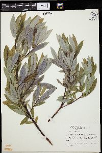 Salix myricoides image