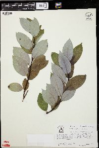 Salix myricoides image