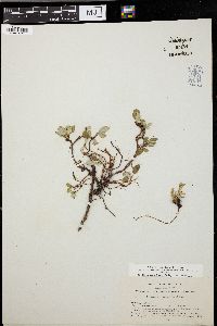 Salix nivalis image