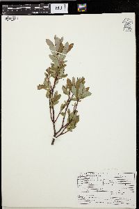 Salix pedicellaris image