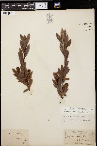 Salix pedicellaris image