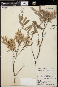 Salix pedicellaris image