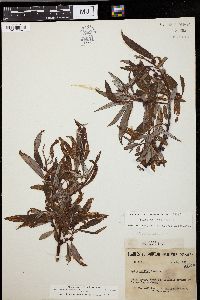 Salix pellita image