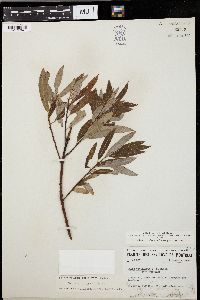 Salix petiolaris image