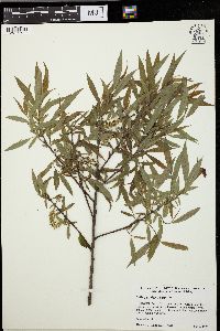 Salix petiolaris image