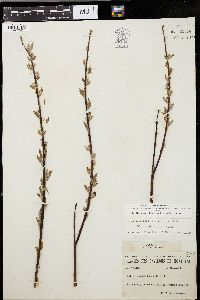 Salix petiolaris image