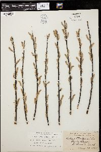 Salix petiolaris image