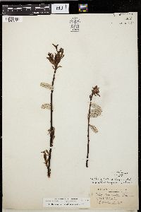 Salix planifolia image