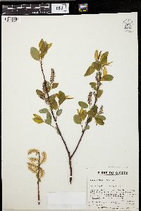 Salix pyrifolia image