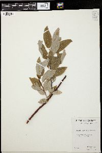 Salix pyrifolia image