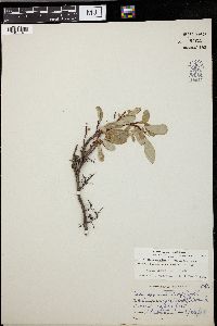 Salix nivalis image