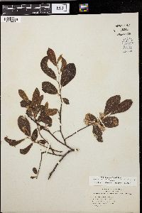 Salix scouleriana image