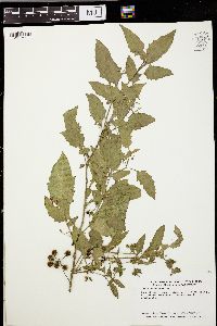 Solanum ptychanthum image