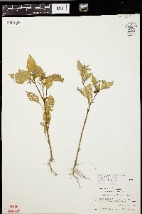 Solanum ptychanthum image