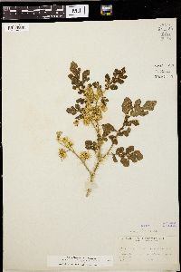 Solanum rostratum image