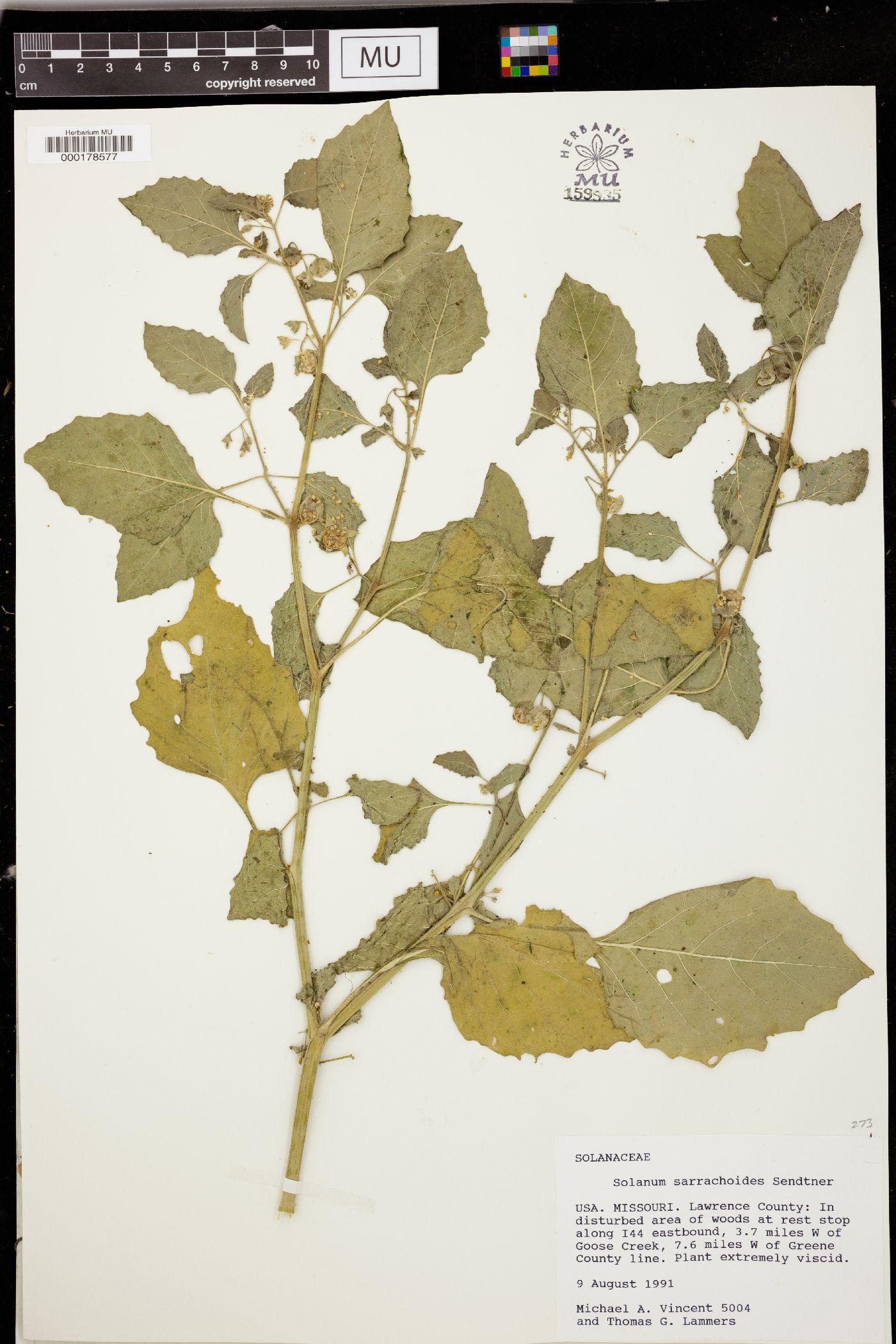 Solanum sarrachoides image