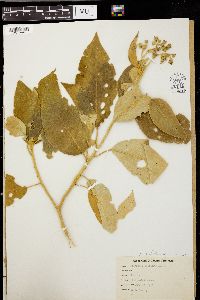 Solanum erianthum image
