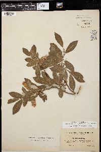 Salix scouleriana image