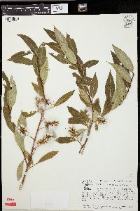 Salix serissima image