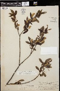 Salix serissima image