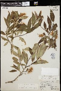 Salix serissima image