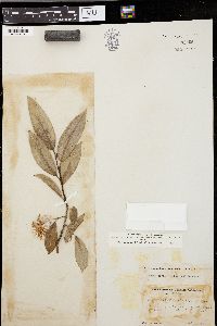 Salix serissima image