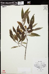 Salix serissima image