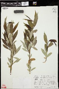 Salix serissima image