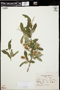 Salix serissima image