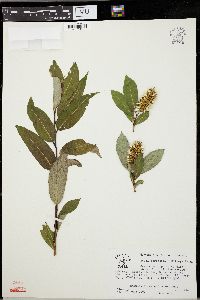 Salix serissima image