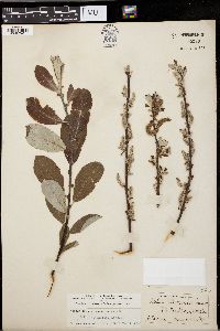 Salix sitchensis image