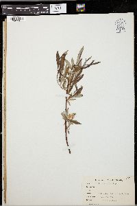 Salix subcoerulea image