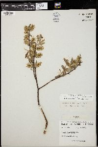 Salix petiolaris image