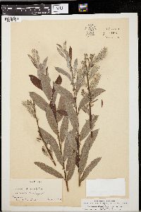 Salix salviifolia image