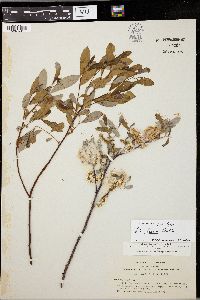 Salix tracyi image