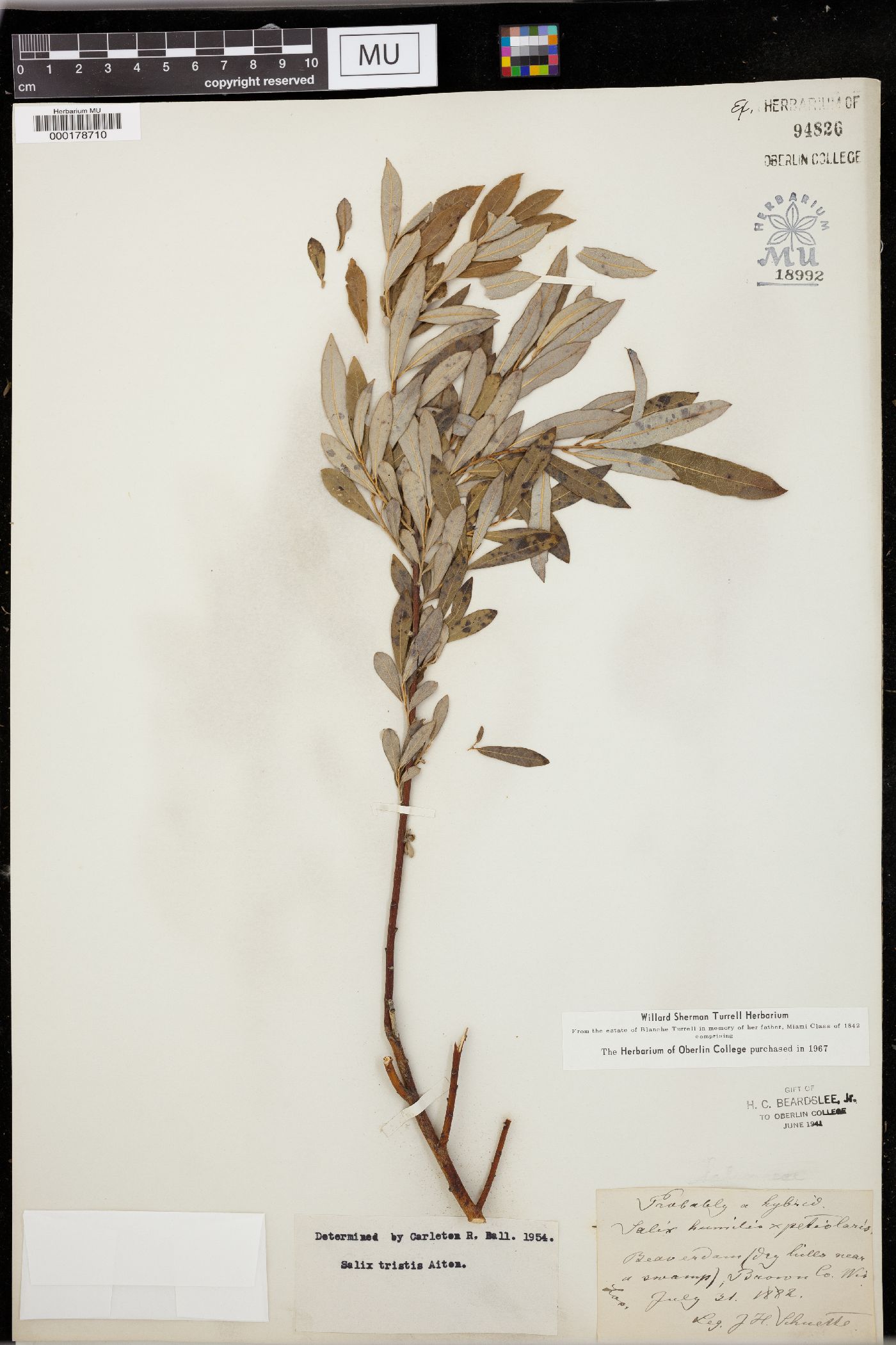 Salix tristis image