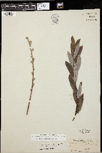 Salix tristis image