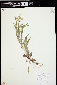 Lysimachia lanceolata image