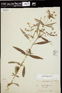 Lysimachia lanceolata image