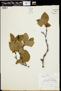 Alnus crispa image