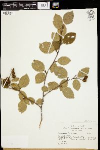 Alnus crispa image