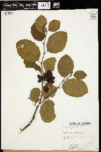 Alnus crispa image