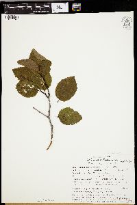 Alnus crispa image